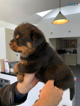 Registered Rottweiler puppies for rehome