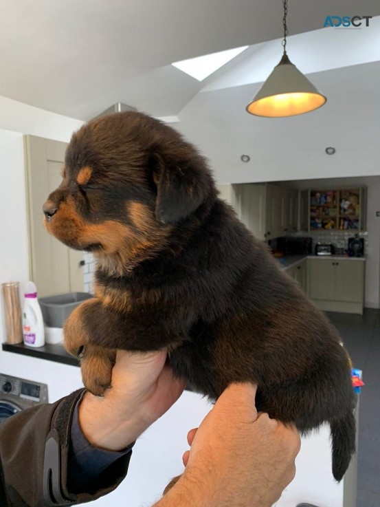 Registered Rottweiler puppies for rehome