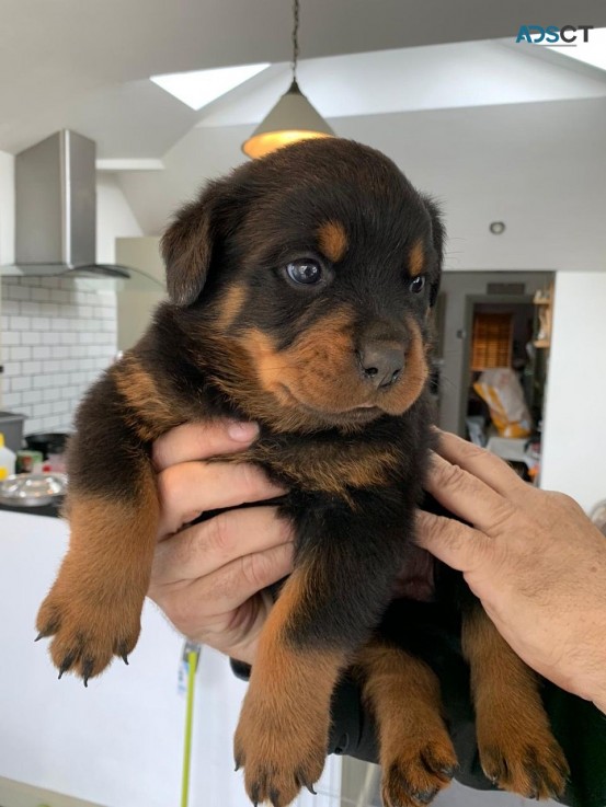 Registered Rottweiler puppies for rehome