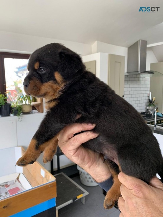 Registered Rottweiler puppies for rehome