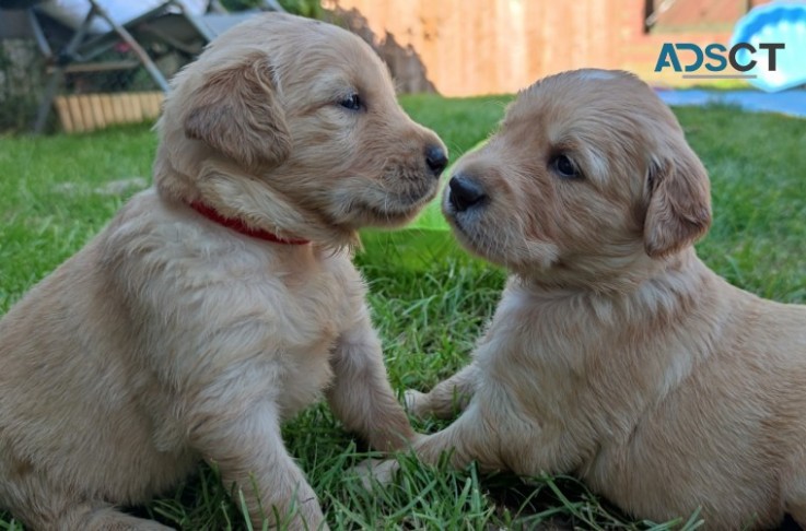 Lovely Golden Retriever puppies for sale