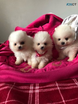 Purebred Pomeranian puppies available.