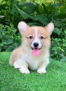 Pembroke Welsh Corgi Puppies