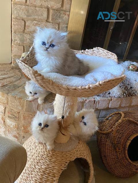 Persian kittens available now