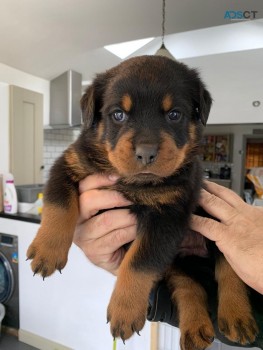 Cute Rottweiller Puppies Available