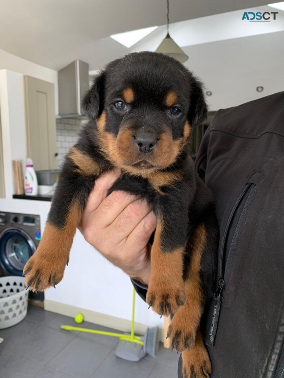 Cute Rottweiller Puppies Available