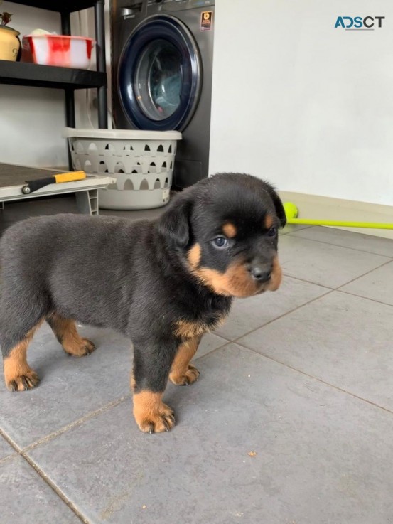 Cute Rottweiller Puppies Available