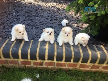 Pomeranian puppies available now