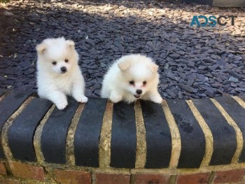 Pomeranian puppies available now