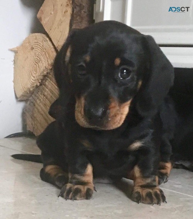 Beautiful Dachshunds puppies for Sale