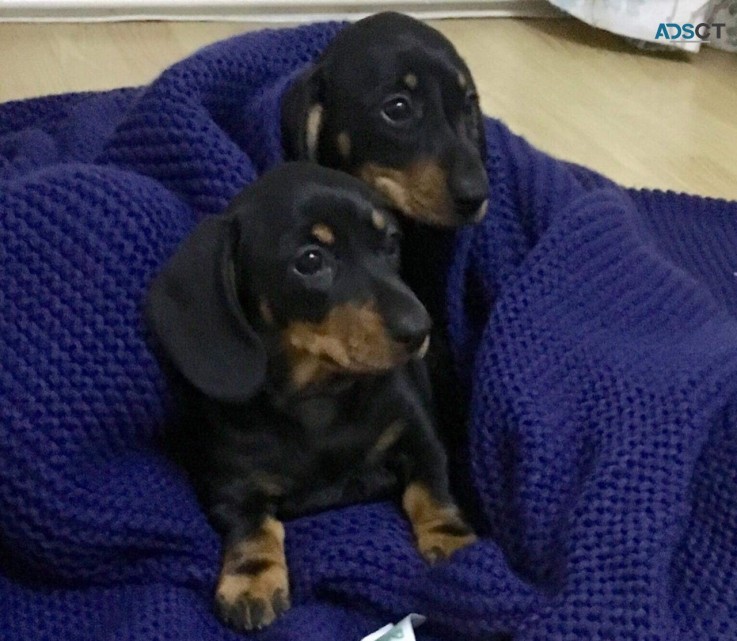 Beautiful Dachshunds puppies for Sale