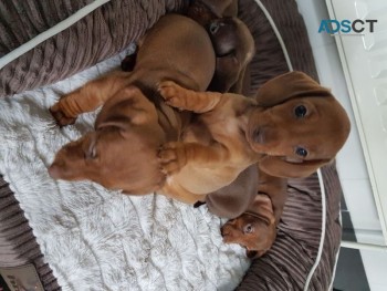 Beautiful Dachshunds puppies for Sale