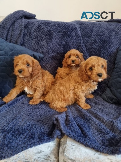 Stunning Cavapoos For Sale.