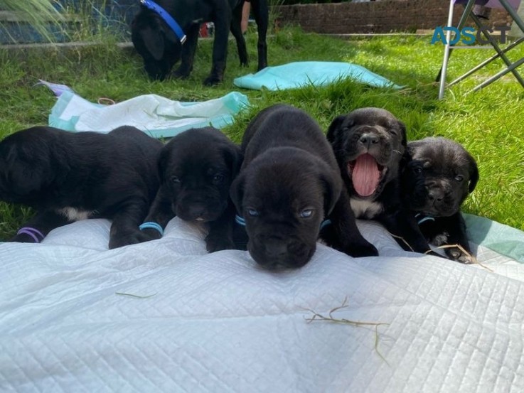 Cane Corso Puppies