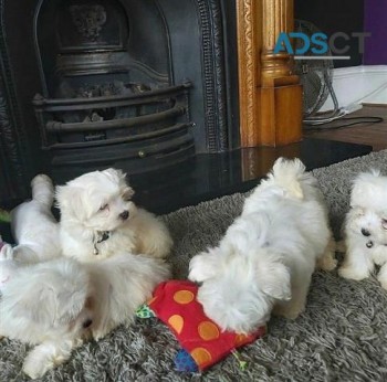 Maltese puppies for sale