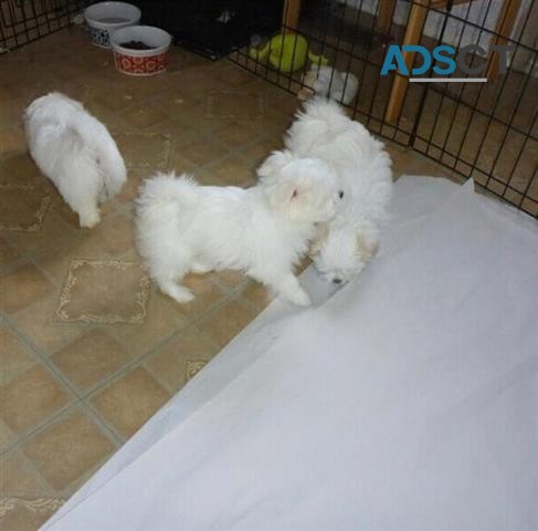 Maltese puppies for sale