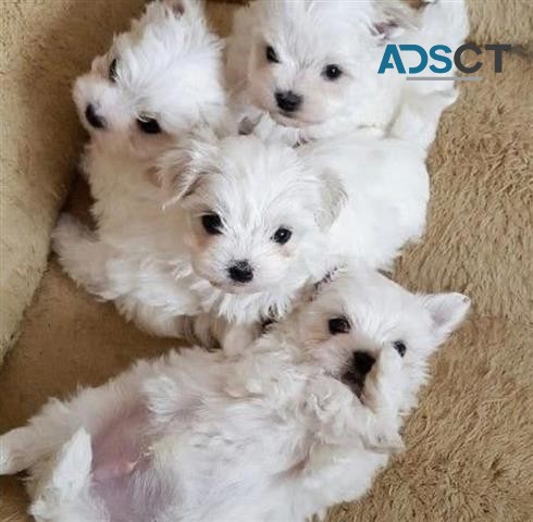 Maltese puppies for sale