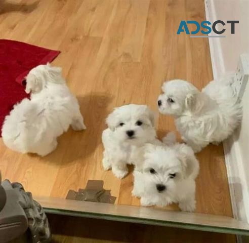 Maltese puppies for sale