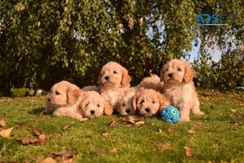 Cavapoo puppies for sale