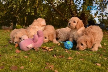 Cavapoo puppies for sale