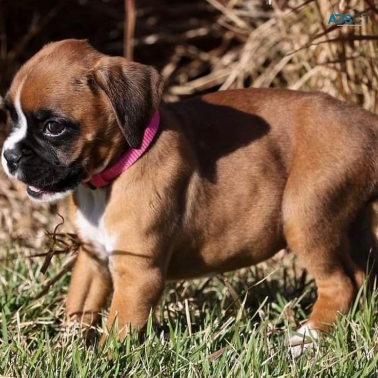 Boxer puppies for sale