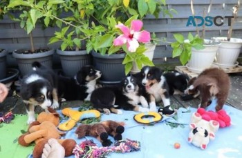 Australian Shepherd puppies for sale