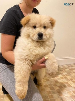 Chow Chow Puppy