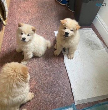 Chow Chow Puppy