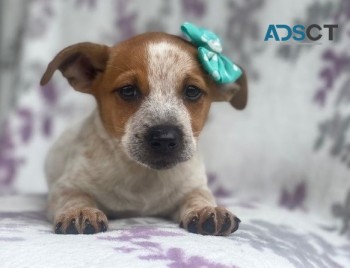 Jack Russell Terrier for sale