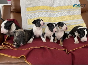 English Bull Terrier Puppies 