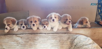 5* Kc Reg Pembrokeshire Corgi Puppies