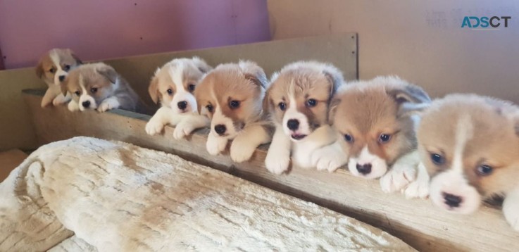 5* Kc Reg Pembrokeshire Corgi Puppies