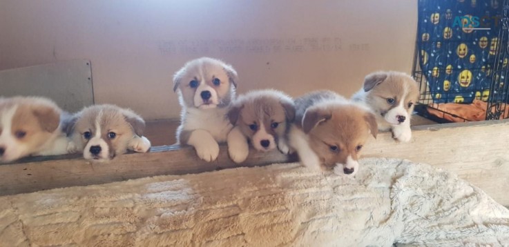 5* Kc Reg Pembrokeshire Corgi Puppies