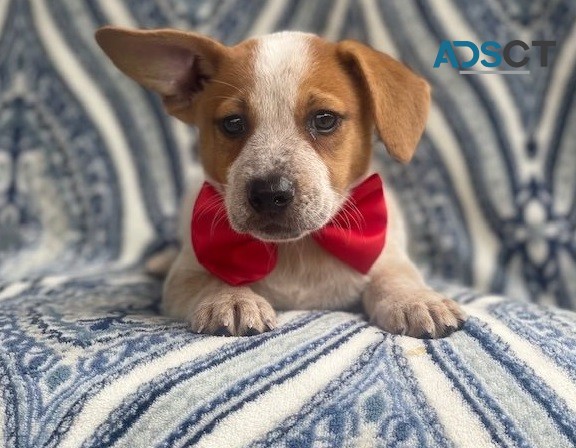 Jack Russell Terrier for sale