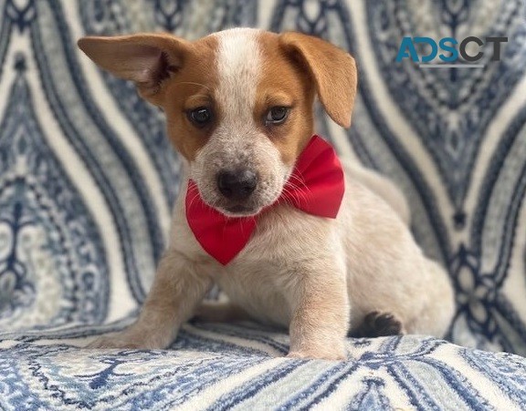 Jack Russell Terrier for sale