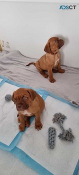 Dogue De Bordeaux 