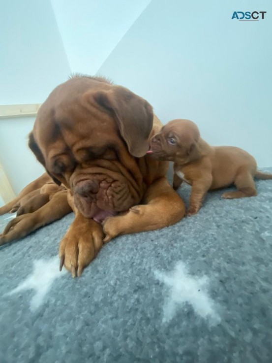 Dogue De Bordeaux 