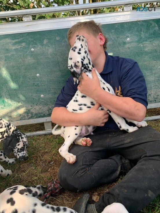 Dalmatian Puppies