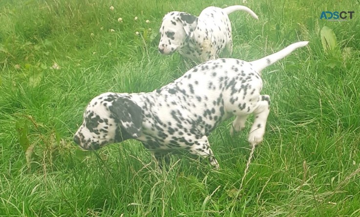 Dalmatian Puppies