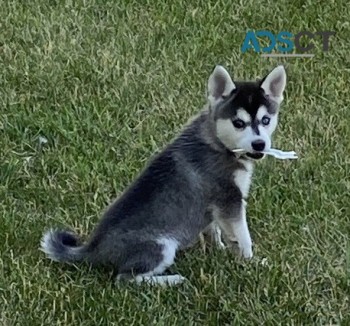 Alaskan Klee Kais Puppies