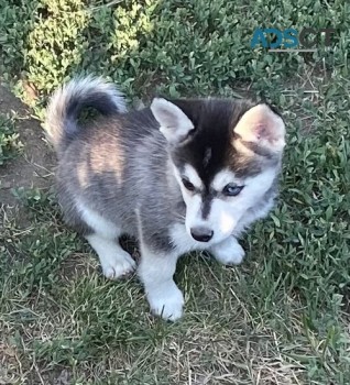 Alaskan Klee Kais Puppies