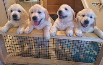 Gorgeous Golden Retreiver Puppies For Sa