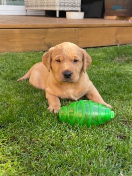 Handsome Fox Red  Labrador Retrie