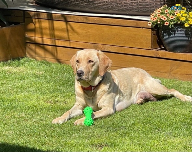 Handsome Fox Red  Labrador Retrie