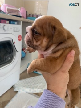 Eng Bulldog Puppies Price Drop On Boys