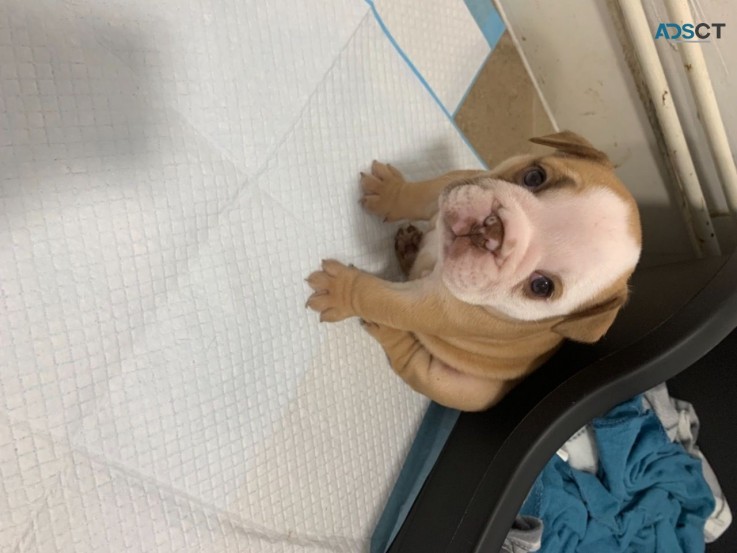 Eng Bulldog Puppies Price Drop On Boys