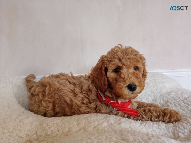 Outstanding Goldendoodle Puppies