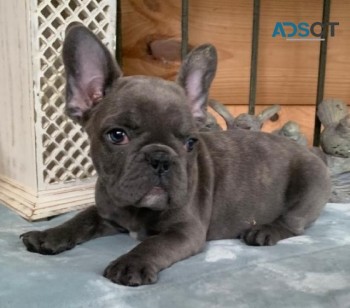 Blue French Bulldog Puppies