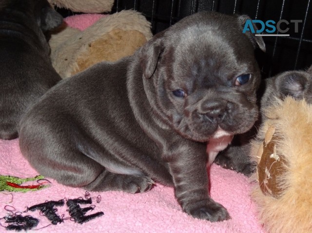 Blue French Bulldog Puppies