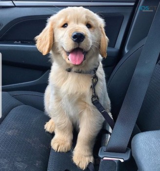 toilet trained golden retriever pups